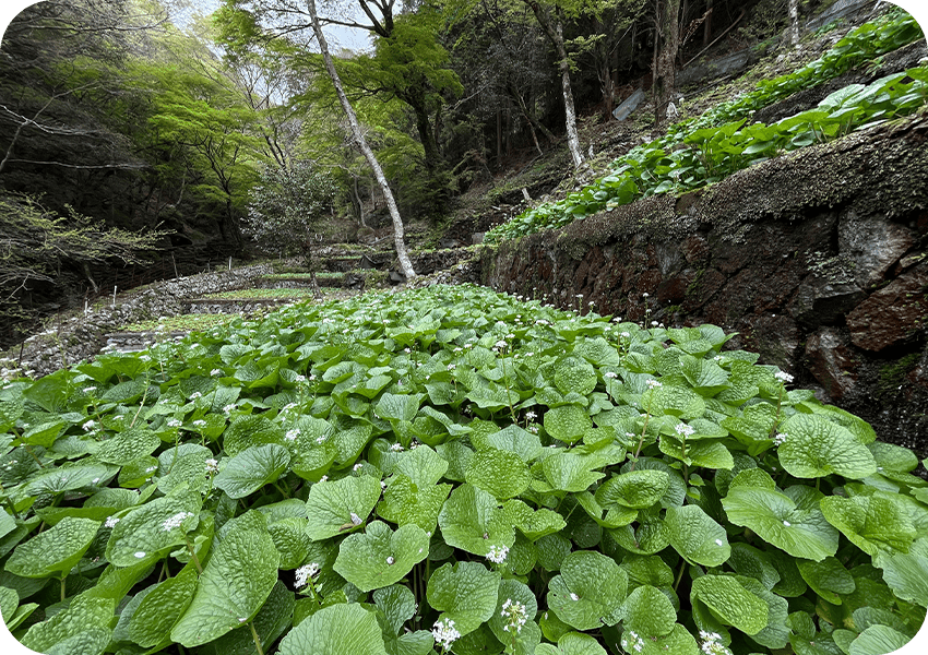 わさび沢