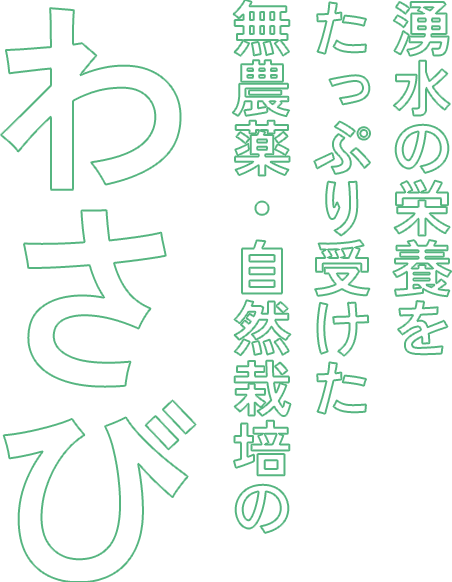 湧水の栄養をたっぷり受けた無農薬・自然栽培のわさび