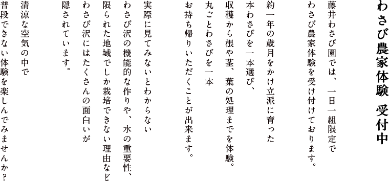 藤井わさび園では、本わさびの収穫体験を受け付けております。
約一年の歳月をかけ立派に育った本わさびを一本選び、収穫から根や茎、葉の処理までを体験。丸ごとわさびを一本お持ち帰りいただくことが出来ます。